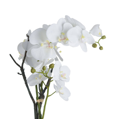 White Orchid In Stone Pot image 3
