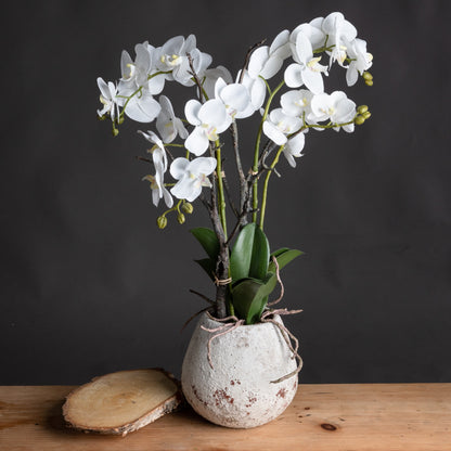 White Orchid In Stone Pot image 1