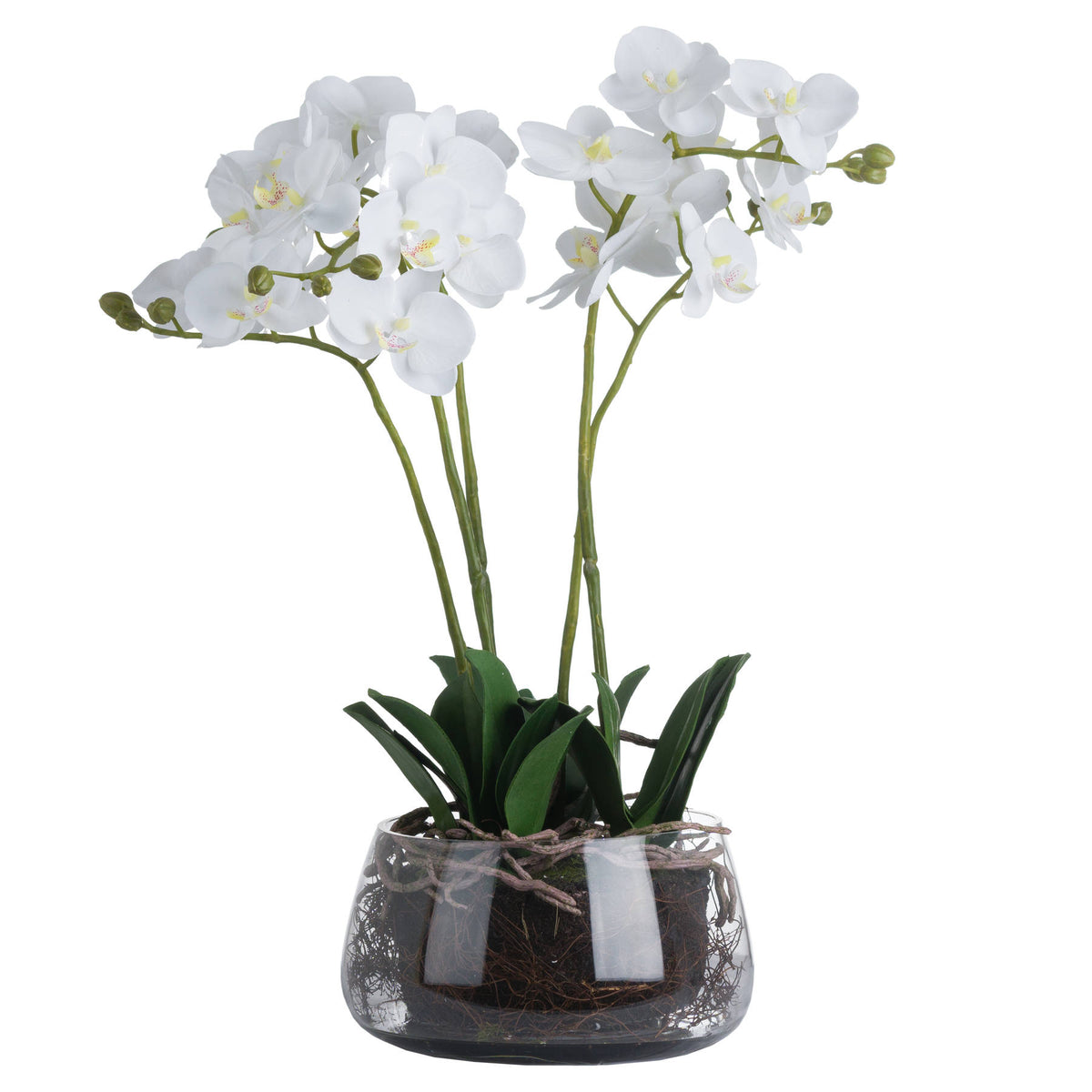 White Orchid In Glass Pot image 2