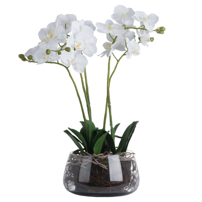 White Orchid In Glass Pot image 2
