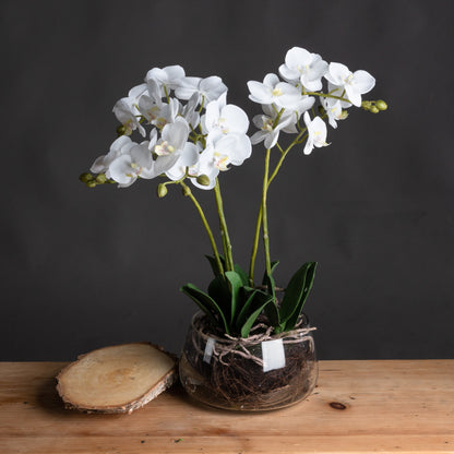 White Orchid In Glass Pot image 1