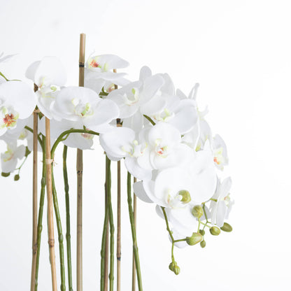 Large White Orchid In Glass Pot image 3