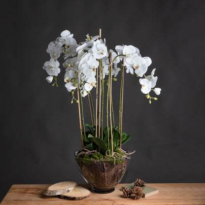 Large White Orchid In Glass Pot image 1