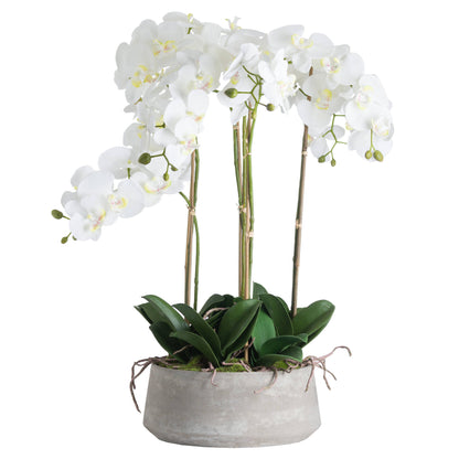Large White Orchid In Stone Pot image 2