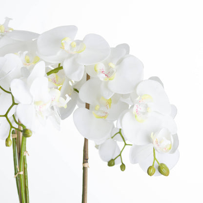 Large White Orchid In Stone Pot image 3