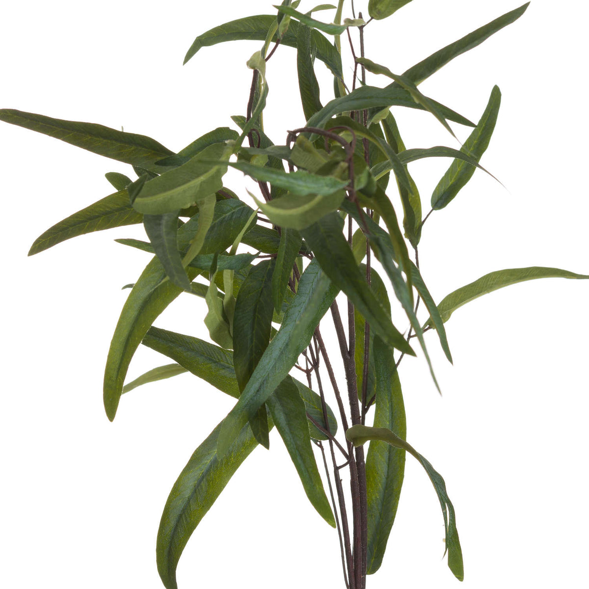Eucalyptus Nicholii Spray image 4