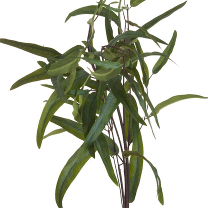 Eucalyptus Nicholii Spray image 4