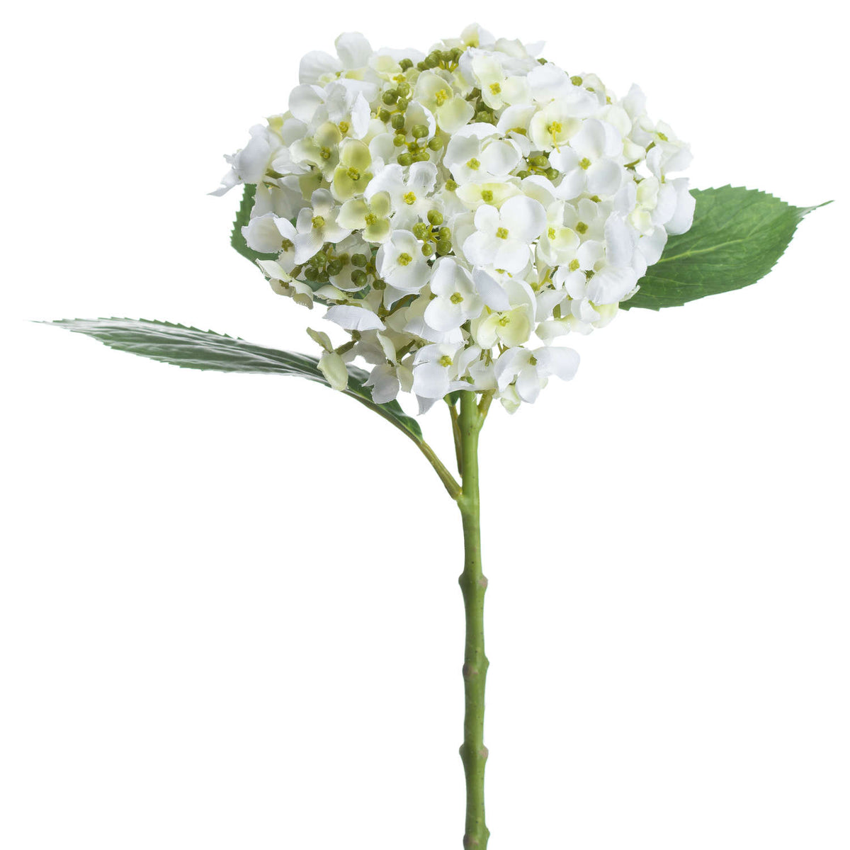 White Lace Cap Hydrangea image 2