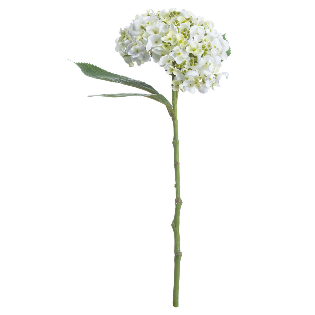 White Lace Cap Hydrangea image 3