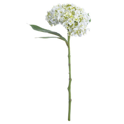 White Lace Cap Hydrangea image 3