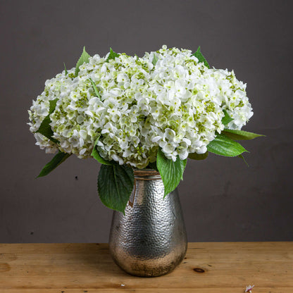 White Lace Cap Hydrangea image 1