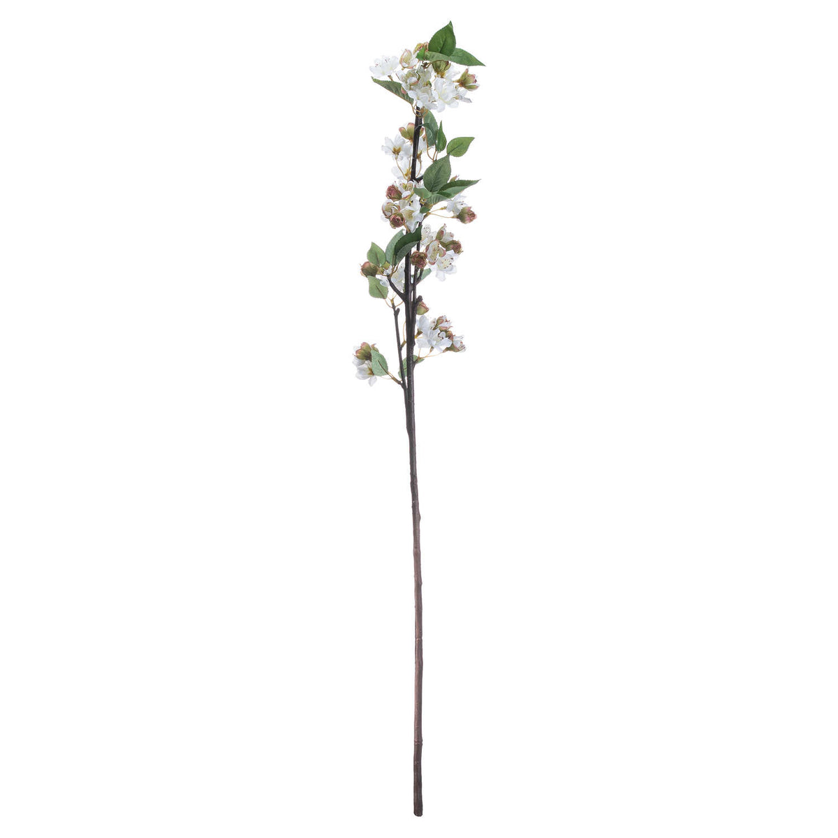 English Blossom Branch image 4