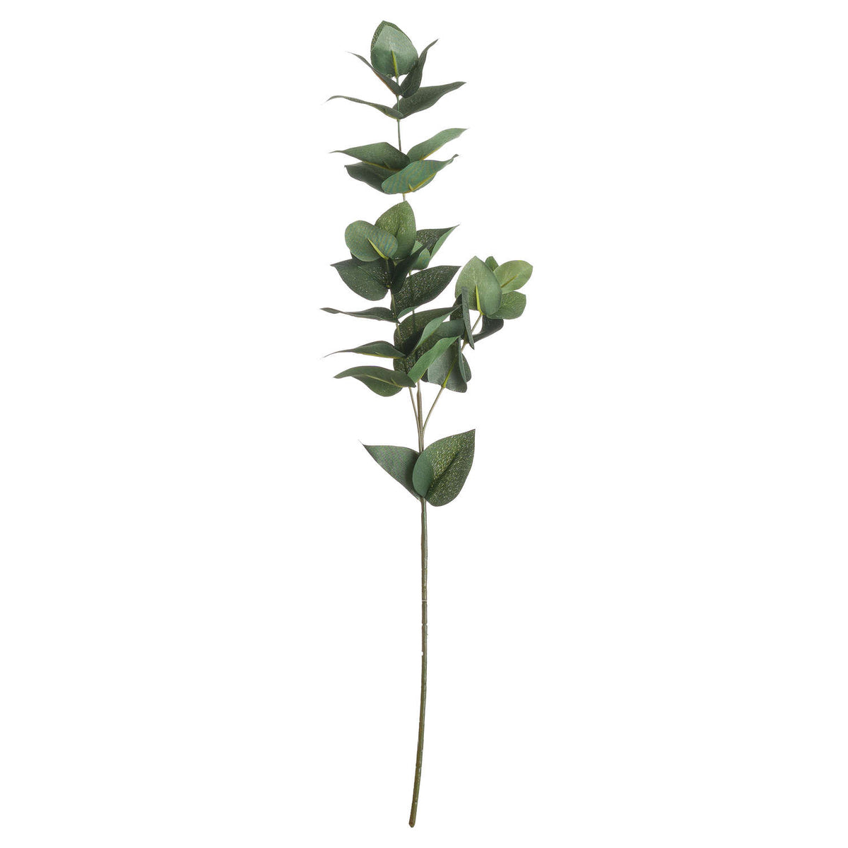 Eucalyptus Filler image 1