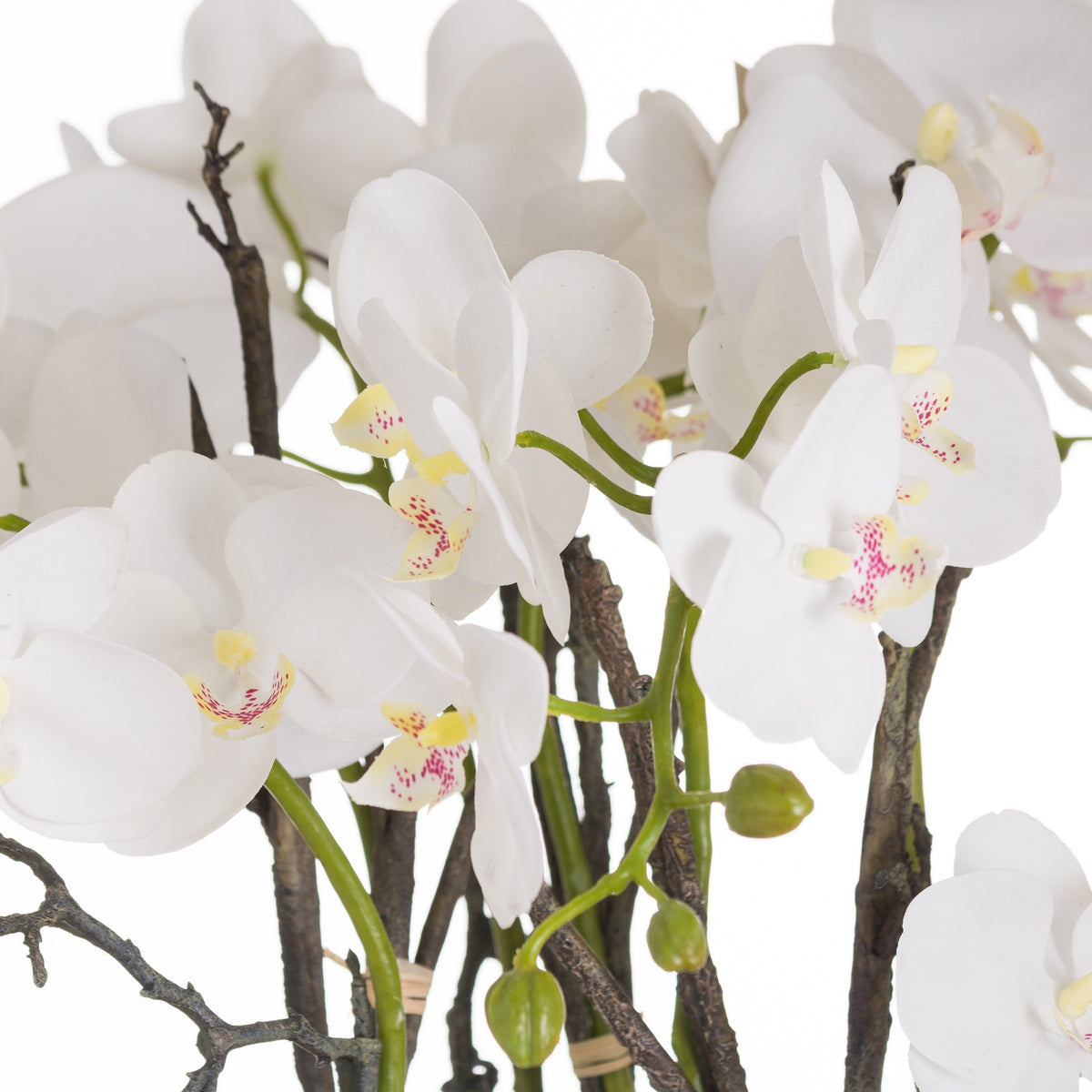 Large Stone Potted Orchid With Roots image 2
