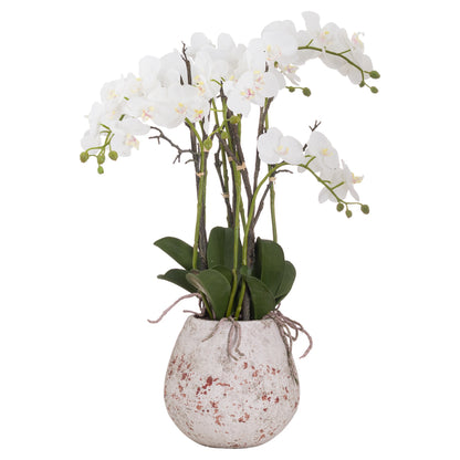 Large Stone Potted Orchid With Roots image 1