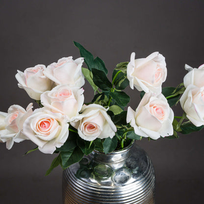 Palest Pink Tea Rose image 2