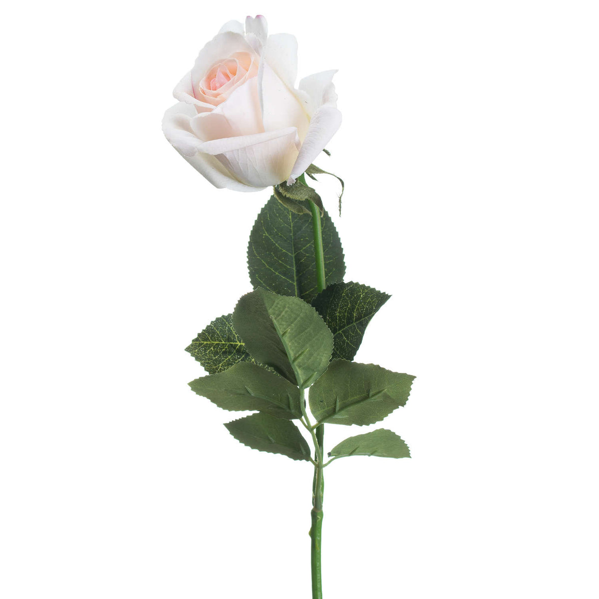 Palest Pink Tea Rose image 3