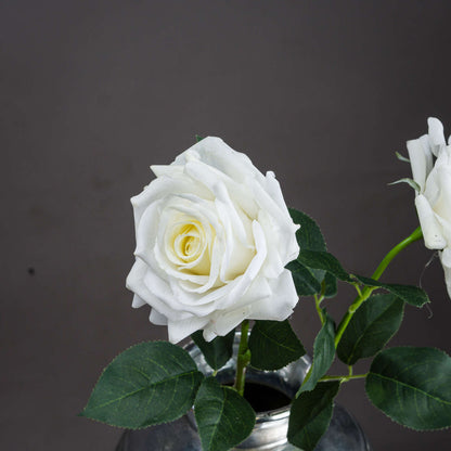 Large White Garden Rose image 2