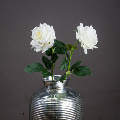 Large White Garden Rose image 1