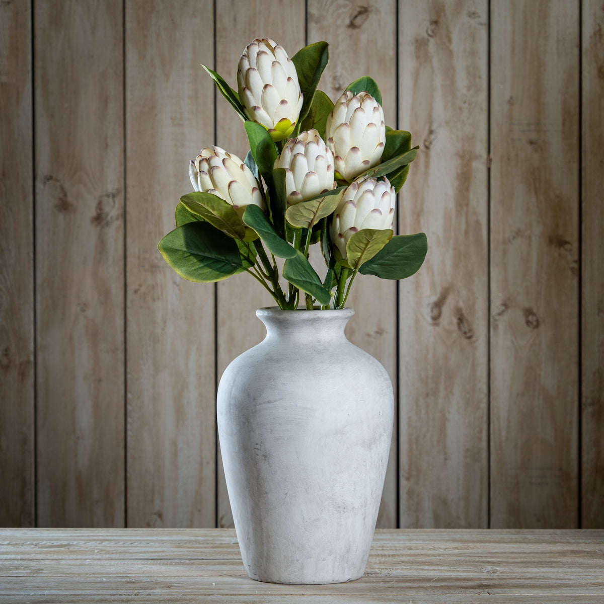 Closed White Protea image 2