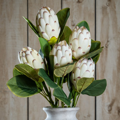 Closed White Protea image 1