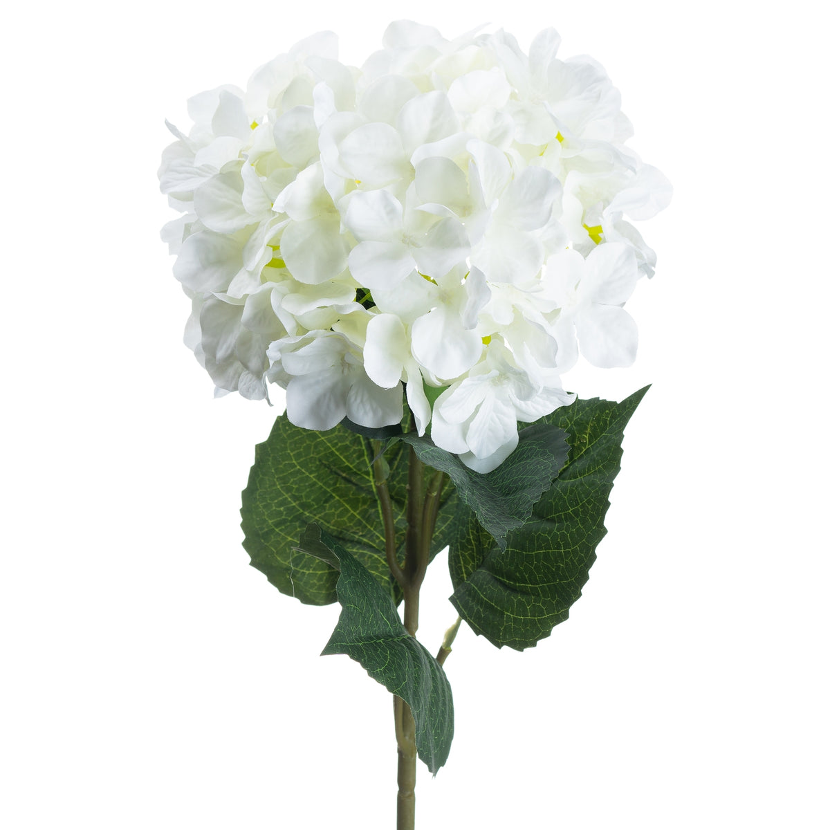 Single White Hydrangea image 4