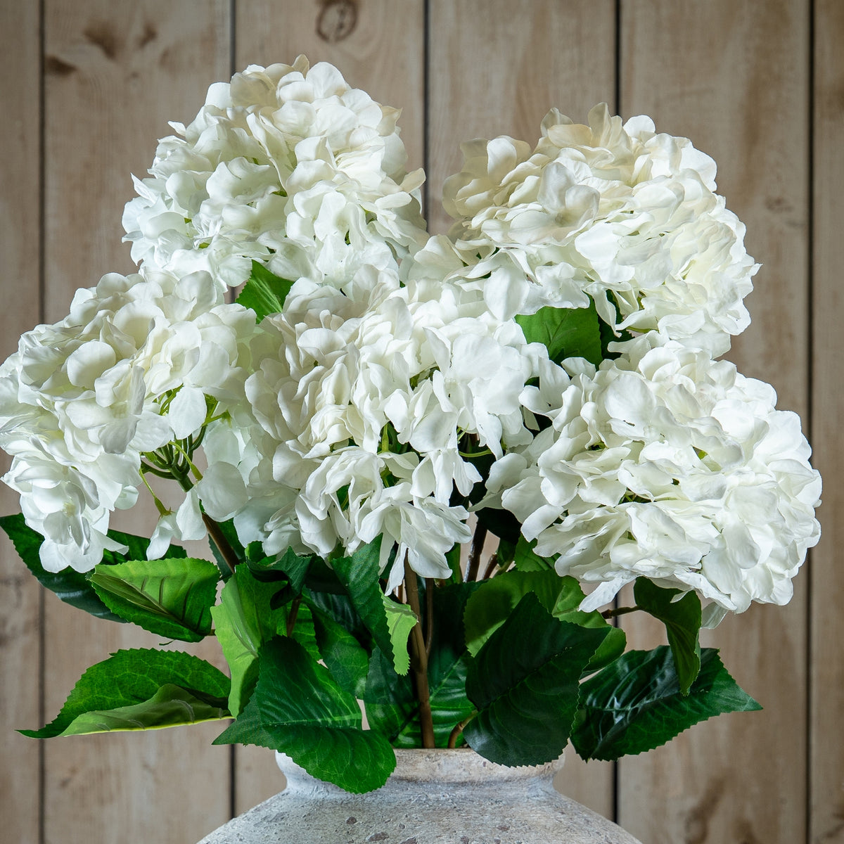 Single White Hydrangea image 1