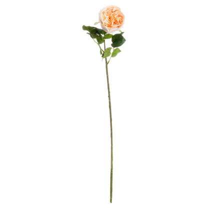 Butter Portland Rose image 2
