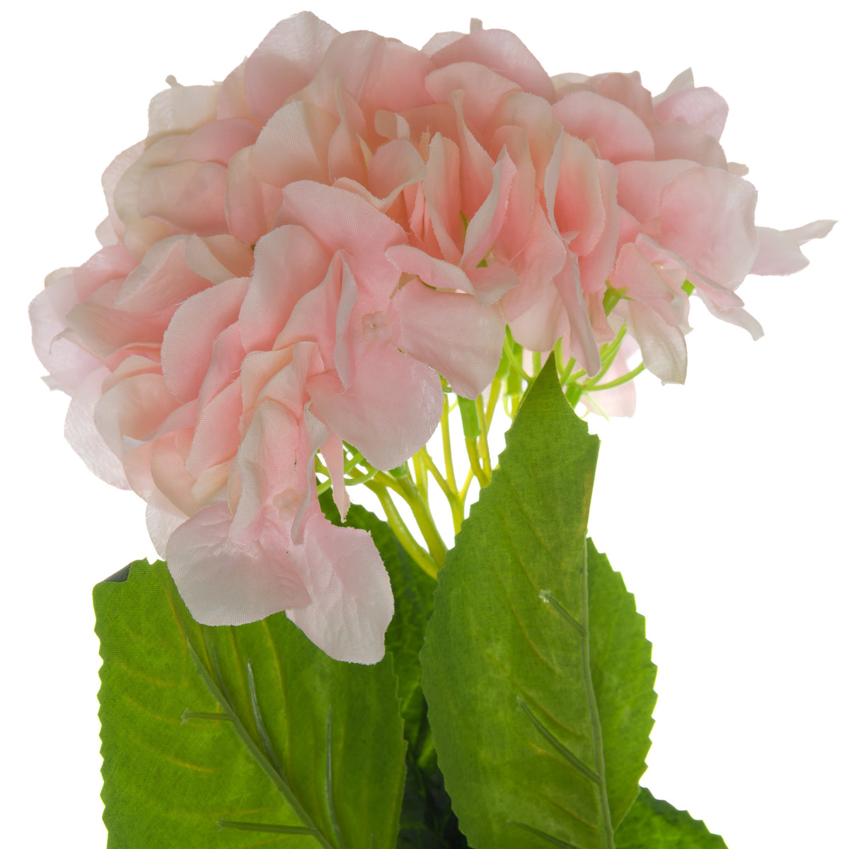 Single Pink Hydrangea image 2
