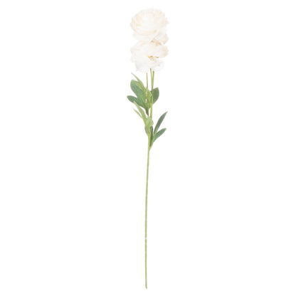 Cream Ranunculus image 3