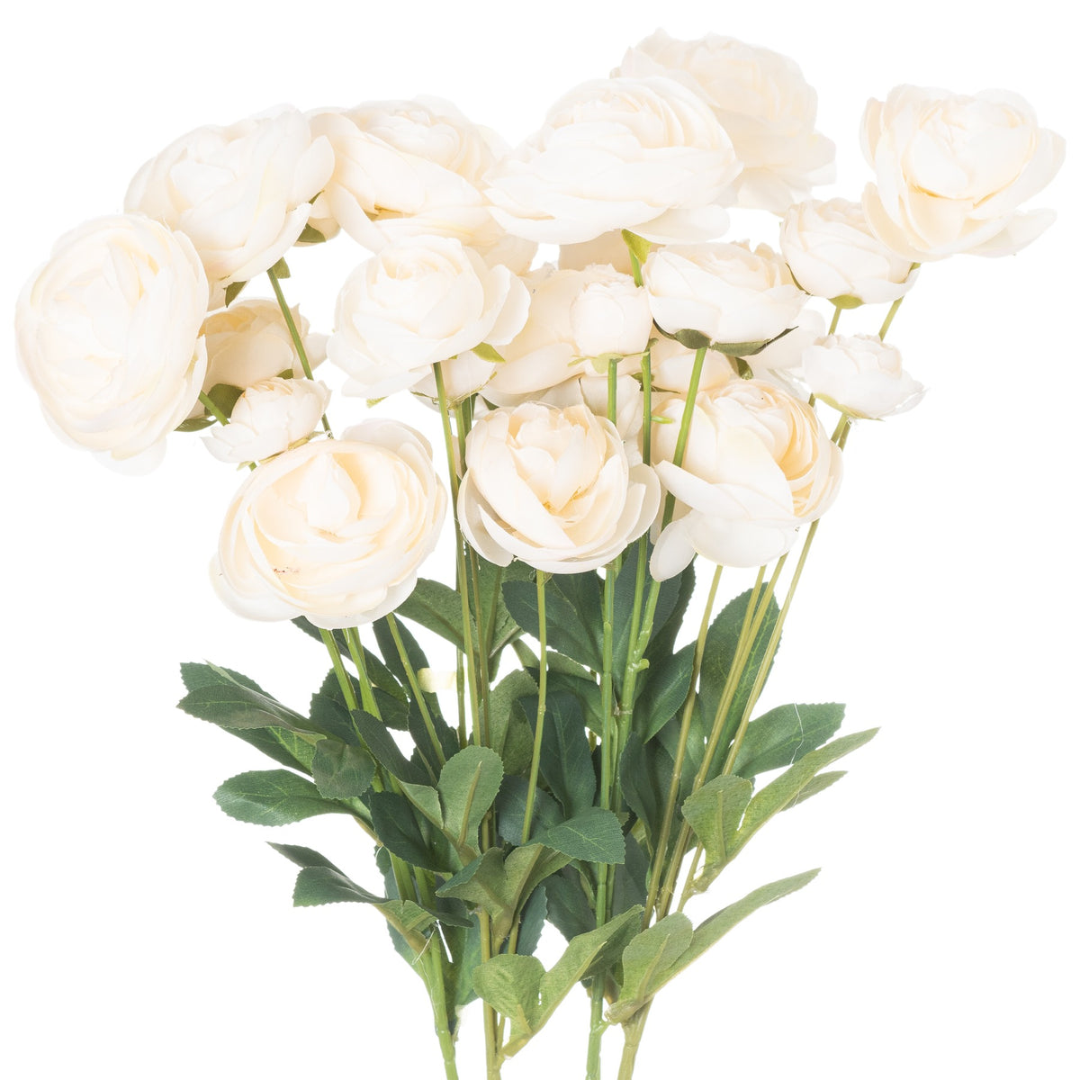 Cream Ranunculus image 1