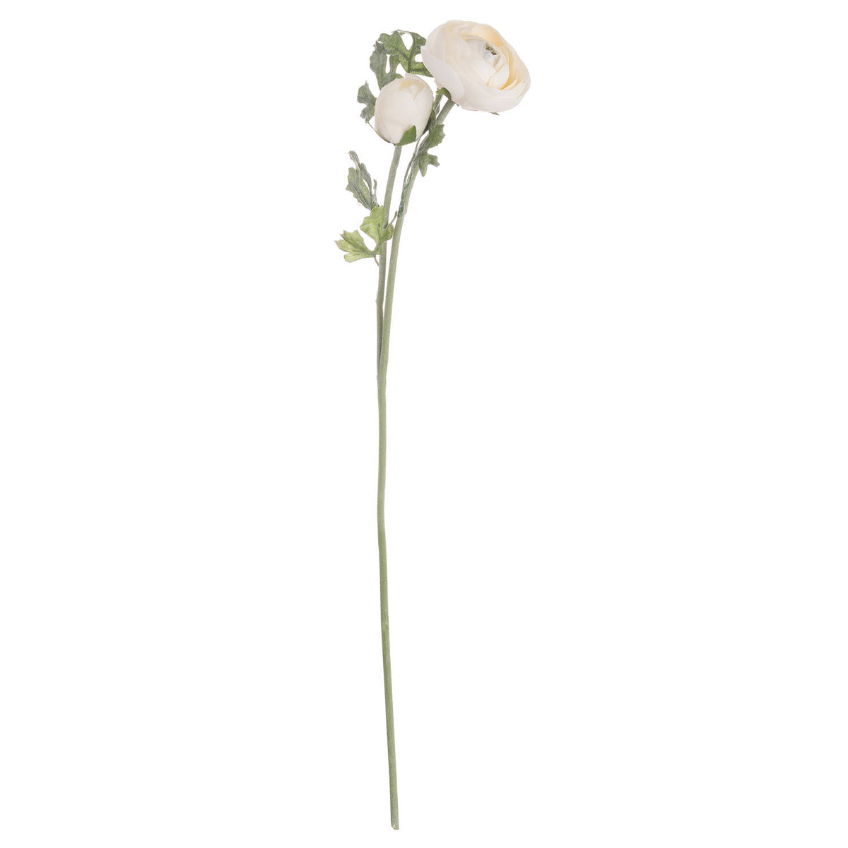 Soft Cream Ranunculus image 3