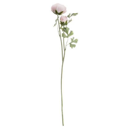 Pastel Pink Ranunculus image 4