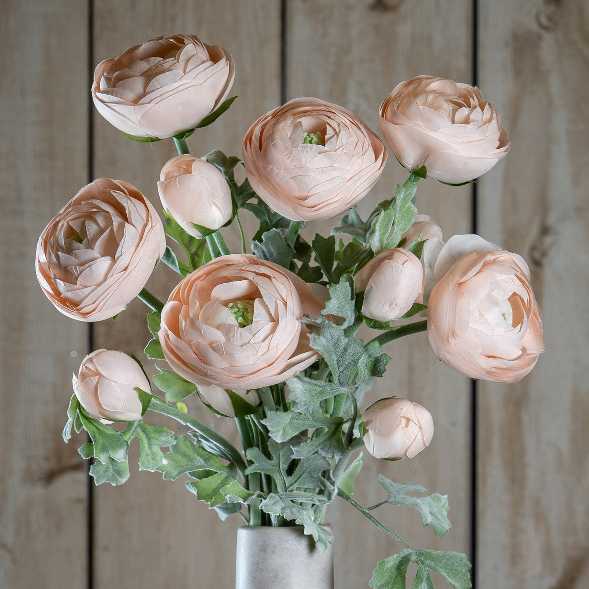 Pastel Pink Ranunculus image 1