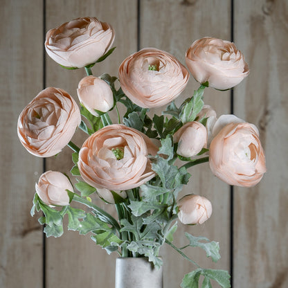 Pastel Pink Ranunculus image 1