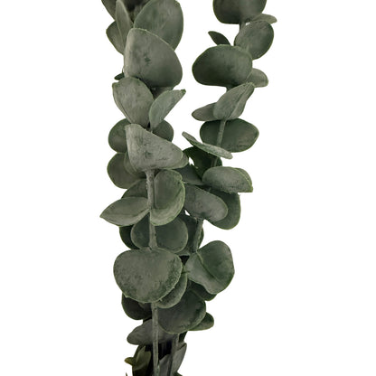 Silver Dollar Eucalyptus image 2