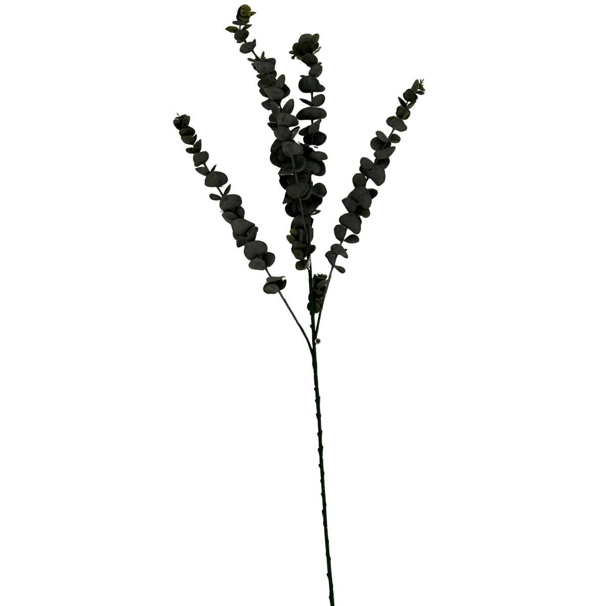 Silver Dollar Eucalyptus image 1