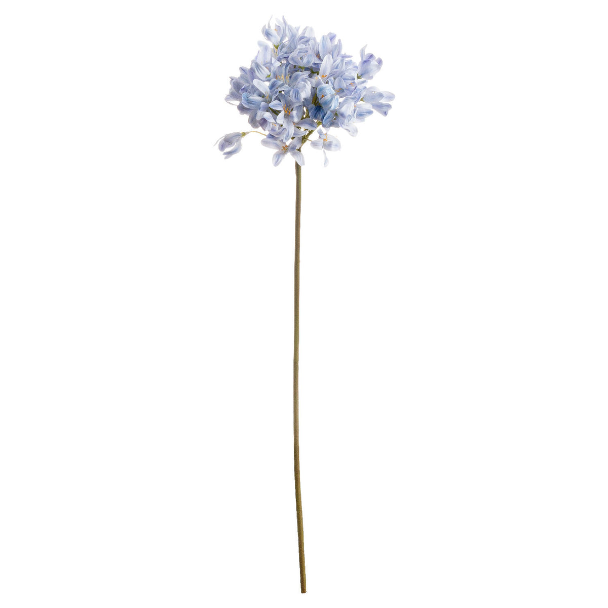 Light Blue Large Headed Agapanthus image 2