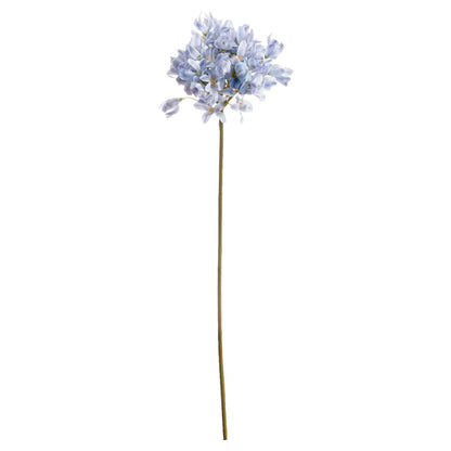 Light Blue Large Headed Agapanthus image 2