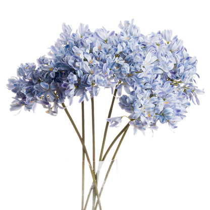 Light Blue Large Headed Agapanthus image 1