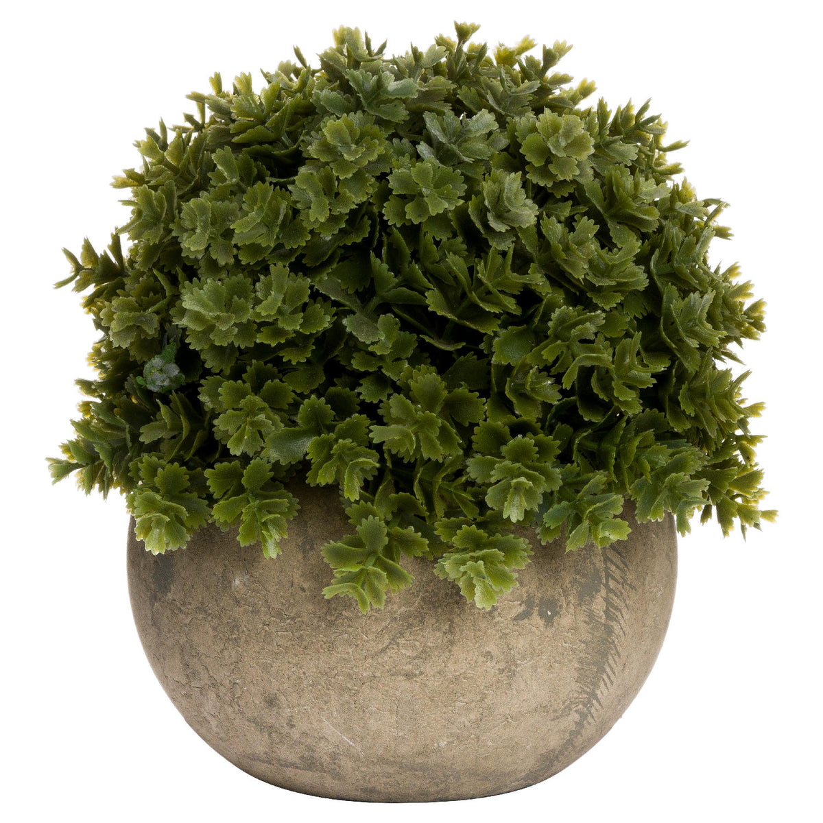 Miniature Hebe Veronica In Pot image 1
