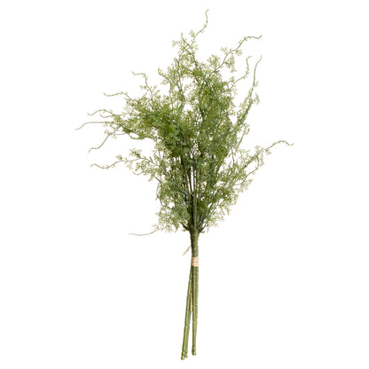 Asparagus Fern Bunch image 3