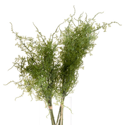 Asparagus Fern Bunch image 4