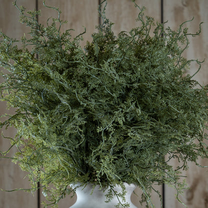 Asparagus Fern Bunch image 1