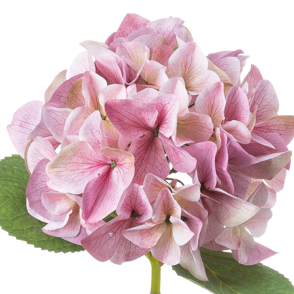 Shabby Pink Single Hydrangea image 3