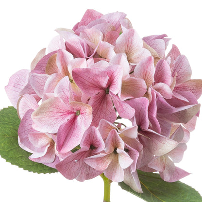 Shabby Pink Single Hydrangea image 3