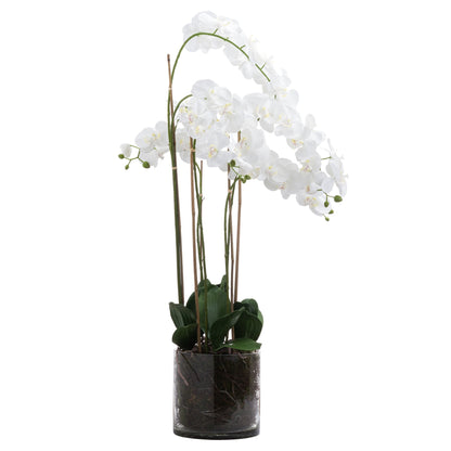Large White Tall Orchid In Glass Pot image 1