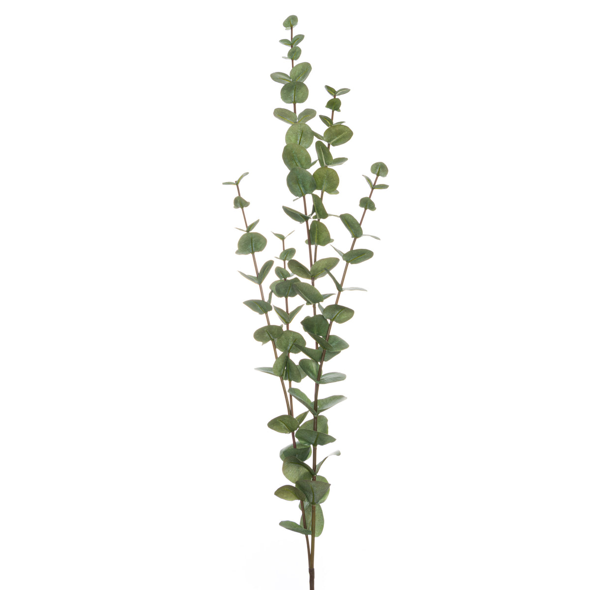 Large Cineraria Eucalyptus Spray image 2