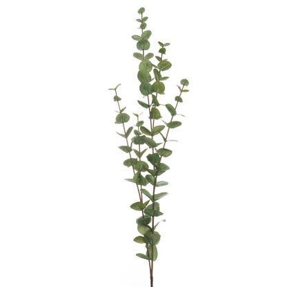 Large Cineraria Eucalyptus Spray image 2