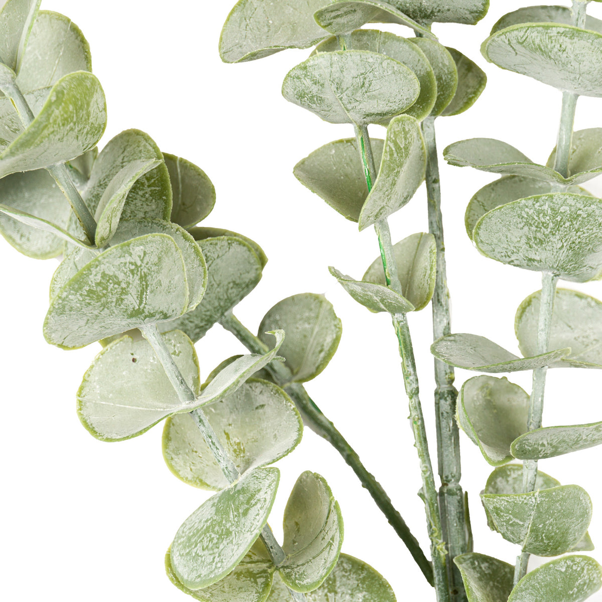 Gunnii Eucalyptus Spray image 2